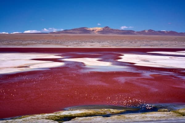 Laguna Colorada