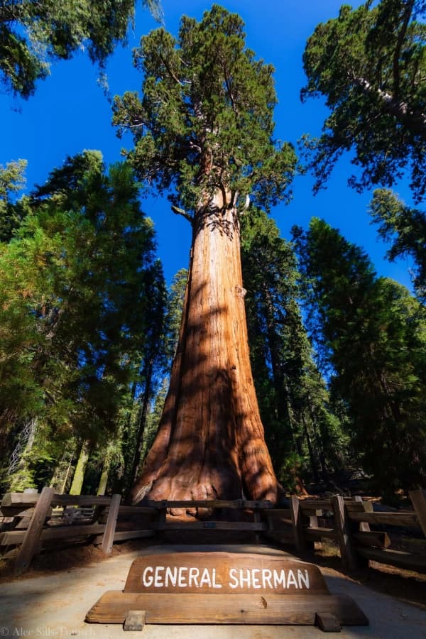 Sequoia NP